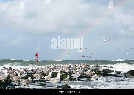 01 October 2018, Schleswig-Holstein, Westerland: Seagulls fly in front of a rainbow at the Windsurf World Cup in Sylt over the North Sea. The Mercedes-Benz Windsurf World Cup with prize money totalling 135,000 euros ends on 7 October. Photo: Frank Molter/dpa Stock Photo