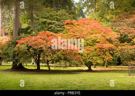 Westonbirt, Gloucestershire. 1st Oct 2018. UK Weather:Spectacular autumn colours are beginning to show at the Westonbirt Arboretum. In particular, the world famous acer glade glows in the sunlight as a rainbow of tones beam from every leaf on the Japanese Maples. Autumn appears to be starting early this year and it is predicited to be one of the best on record due to the long hot summer, visitors numbers to the national arboretum are expected to rise at this time of year. Credit: Wayne Farrell/Ģ����ý Live News Stock Photo
