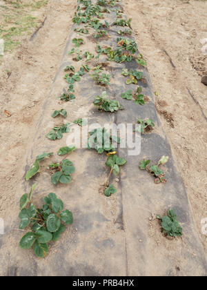 Strawberries planted in a hill system with 3 rows, covered with a  biodegradable and compostable weed suppression fabric.
