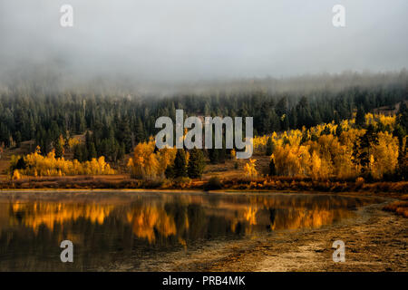 Heavy mist covering the wooded area along the shoreline of Jackson Lake in Wyoming Stock Photo