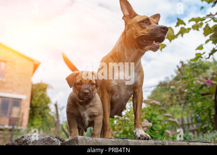 Strong and beautiful American staffordshire terrier and a puppy. Stock Photo