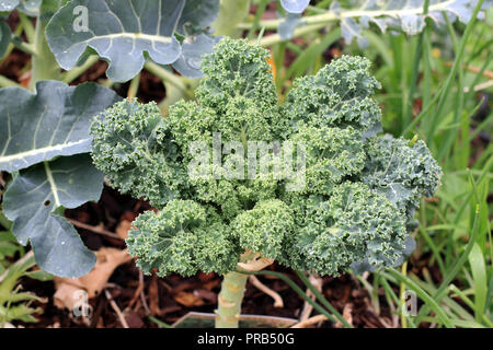 Close up of  Brassica oleracea or known as Dwarf Blue Scotch Kale on a vegetable patch Stock Photo