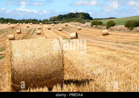 Large round straw bales in field ready to be collected and stored on farm for winter. Stock Photo