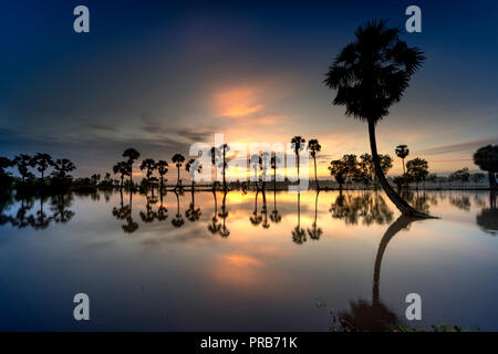 row of palm trees in silhouette reflect on the surface water of the river at sunrise Stock Photo