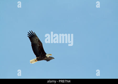 A bald eagle flying to the right through the sky on a clear blue winter day Stock Photo