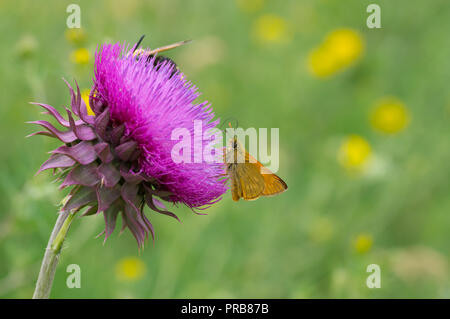 Skipper (Hesperiidae) butterfly sucking nectar out of big thistle flower Stock Photo