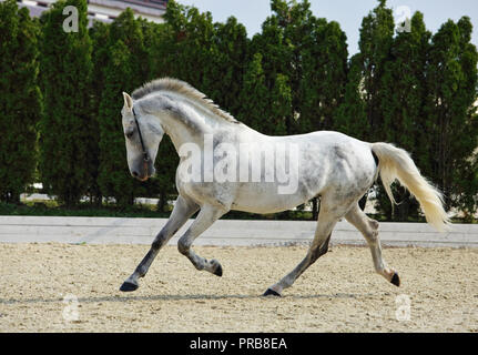 Andalusian horse galloping near the stable at the rest Stock Photo