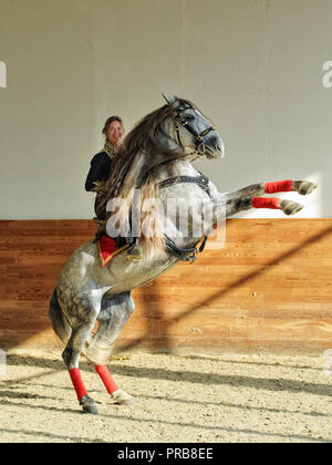 Andalucian stallion rearing up with beauty female rider In traditional matador costume person riding a dapple gray horse Stock Photo