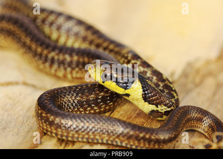 beautiful juvenile aesculapian snake in defensive position ( Zamenis longissimus ) Stock Photo