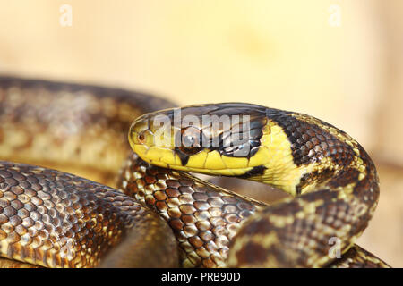 beautiful juvenile aesculapian snake ( Zamenis longissimus ) Stock Photo