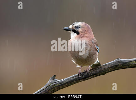 Eurasian Jay (Garrulus glandarius) Stock Photo