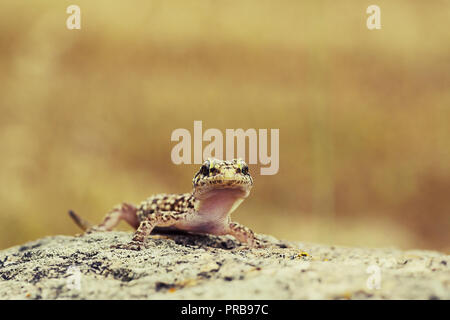 cute curious gecko standing on top of a rock Stock Photo