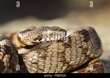 macro shot of juvenile cat snake ( Telescopus fallax ) Stock Photo
