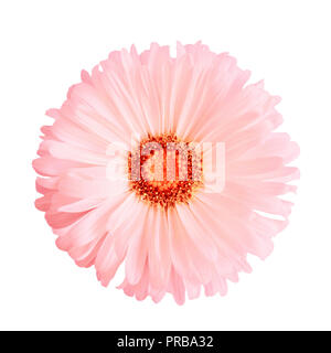 Pink aster flower isolated on white background Stock Photo