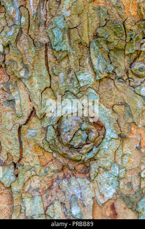 Texture shot of brown tree bark, filling the frame, natural background. Stock Photo
