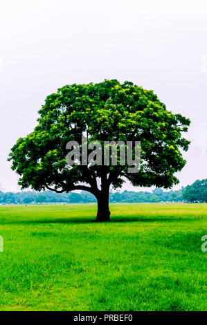 Old oak tree on meadows. A field on which grows one beautiful tall oak tree, a summer landscape in sunny warm weather. Single tree on Greenery in spri Stock Photo