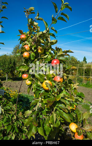 Fillingham Pippin Desert  dessert apples ripe in late September on a tree in Helmsley Walled Garden North Yorkshire Stock Photo