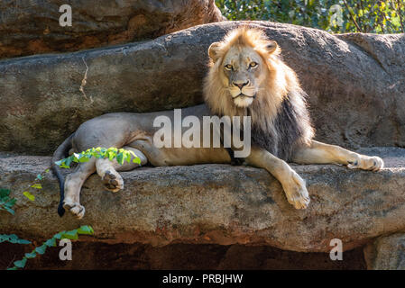 African Lion - Zoo Atlanta