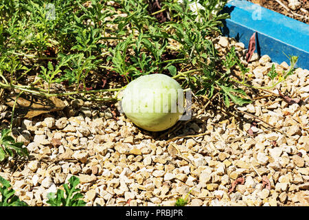 Small rock garden growing a few small melons on school grounds in Riyadh, Saudi Arabia. Stock Photo