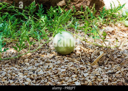 Small rock garden growing a few small melons on school grounds in Riyadh, Saudi Arabia. Stock Photo