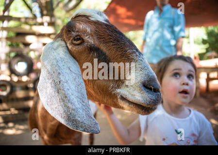 Child petting a goat at Zoo Atlanta's Outback Station Children's Zoo petting area near downtown Atlanta, Georgia. (USA) Stock Photo