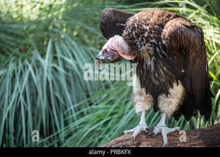 Lappet-faced vulture (Torgos tracheliotos) at Zoo Atlanta in Atlanta, Georgia. (USA) Stock Photo