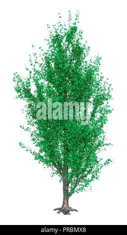 3D rendering of a green poplar tree isolated on white background Stock Photo