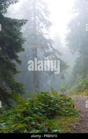 A traveler walking down a misty road through the forest in the mountains Stock Photo