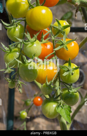 Vine ripening cherry tomatoes at various stages of ripening in bright sunshine Stock Photo