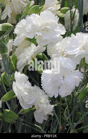 Dianthus Haytor White Stock Photo