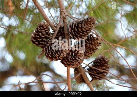 Dry fully open brown Pine cones or Cones or Conifer cones on multiple branches with small dried pine needles on them still hanging from tree and green Stock Photo