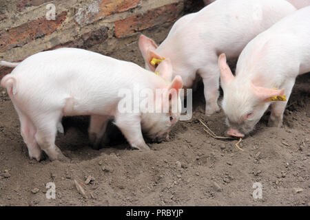 Month old Middle White piglets Stock Photo
