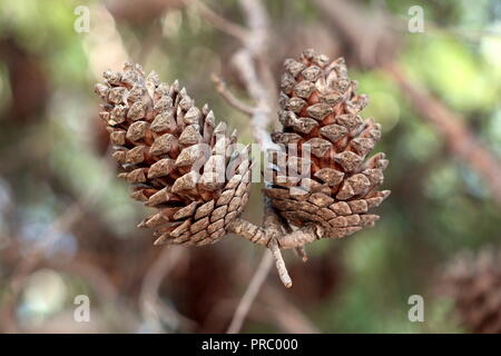 Two large dry fully open brown Pine cones or Cones or Conifer cones on a single branch with green leaves and branches in background Stock Photo