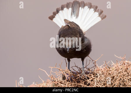 Black Wheater (Oenanthe leucura syenitica), adult male displaying from the top of a bush in Morocco Stock Photo