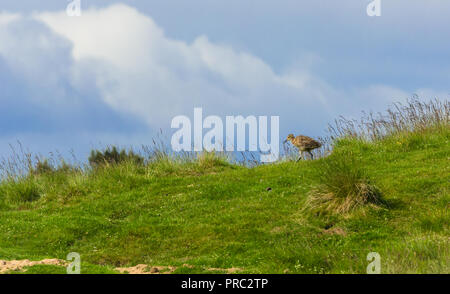 Curlew chick walking through grass on moorland in the Yorkshire Dales, England, UK.  Scientific name: Numenius arquata.  Horizontal. Stock Photo