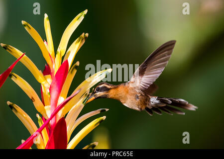 A Little Hermit Hummingbird feeds on a Parrot Beak Heliconia. Stock Photo