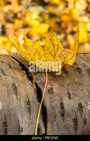 Maple leaves with autumn color on a log Stock Photo