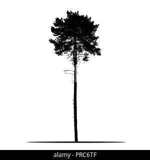 Realistic silhouette of tree - pine with branches and needle - isolated vector on a white background Stock Vector