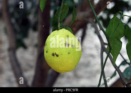 Citrus sinensis arancio dolce orange sweet orange Stock Photo