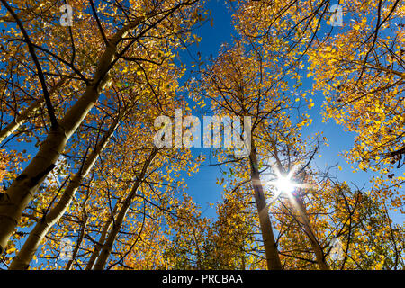 Golden leaves on aspen trees change color in Great Basin National Park Stock Photo