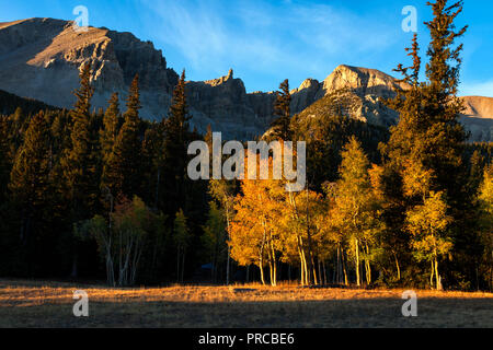 Golden leaves on aspen trees change color in Great Basin National Park Stock Photo
