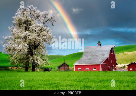Red barn and blooming tree with rolling hills of wheat and tractor tracks. The Palouse near Colfax, Washington