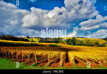 Fall colored grapes and cumulous clouds. Sokol Blosser Vineyards. Oregon Stock Photo