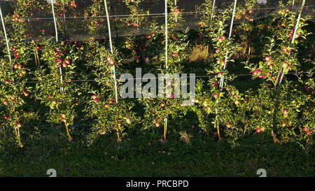 Apple plantation, orchard with anti hail net for protection, pan shot from side, read apples on tree in sunrise, fruit production, plant protection Stock Photo