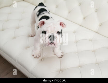 Black & white baby bulldog puppy dog stands up on a modern white pleated couch. He is looking up. Stock Photo