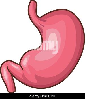 Stomach and esophagus and rectum Human anatomy. Gastrointestinal tract ...