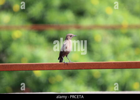 They are small passerine birds which belong to the family Passeridae. They are also known as old-world sparrows Stock Photo