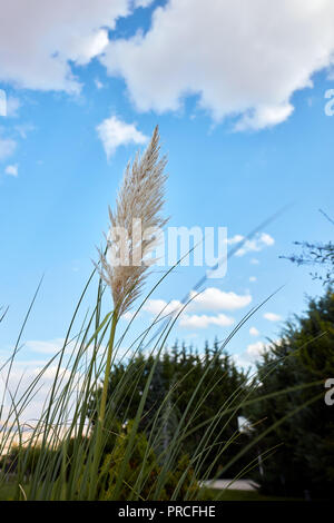 Single white reed leaf on blue sky and green garden background Stock Photo