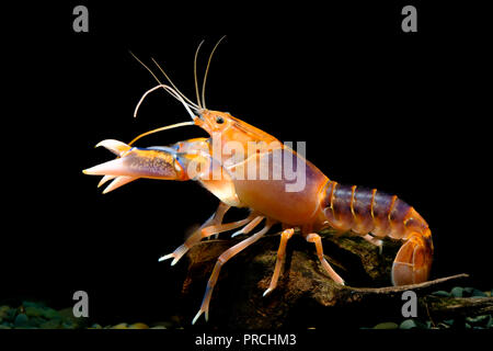 shrimp lobster cherax yabby Crayfish destructor volcano Thailand ...