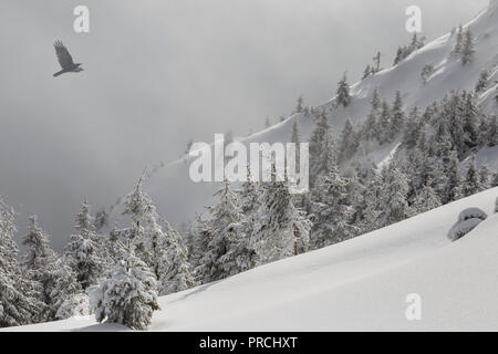 Winter mountain scenery. Pine trees covered with snow on a mountain slope in a light fog, and a flying bird, Carpathians, Romania Stock Photo